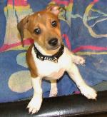 Archie (Jack Russell)