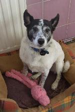 Tammy (Jack Russell x)