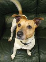 Max (Jack Russell)