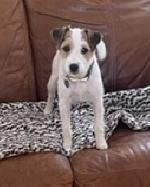 Holly  (Jack Russell)