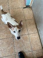 Patch (Jack Russell)