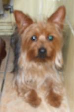 Max (Yorkshire Terrier)