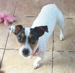 Molly (Jack Russell)