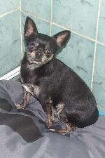 Max (Chihuahua)