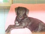 Blue (Patterdale / Whi...