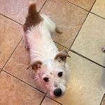 Norman (Jack Russell W...