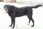Rocco (Labrador )
