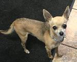 Mutley (Chihuahua )