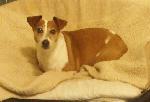 Tess (Jack Russell)