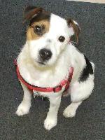 Albi xx (Jack Russell ...