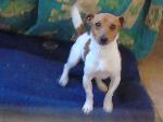 Taz  (Jack Russell)