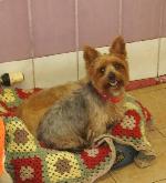 Holly (Yorkshire Terrier)