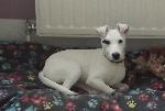 Snowy (Jack Russell x ...