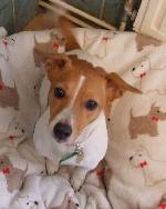 Emily xx (Jack Russell)