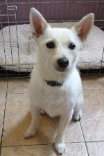 Jack (Jack Russell, Ch...