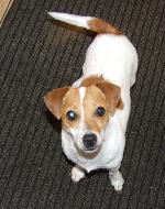 Robyn (Jack Russell)