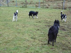 Our Border Collie's on the Isle of Skye