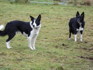 Our Border Collie's on the Isle of Skye