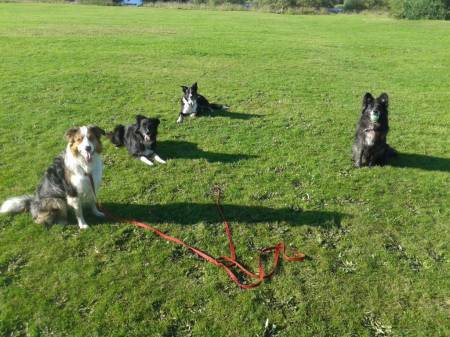 Bluey ( was Louie ) and his pals xxxx