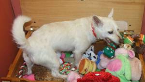 Had to share wee Louis 's pics !!with him in the toy box. He is on Homeless Hounds !!