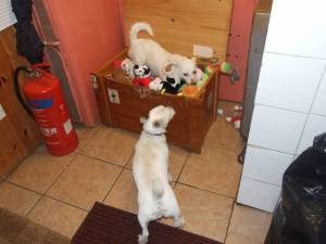 Had to share wee Louis 's pics !!with him in the toy box. He is on Homeless Hounds !!