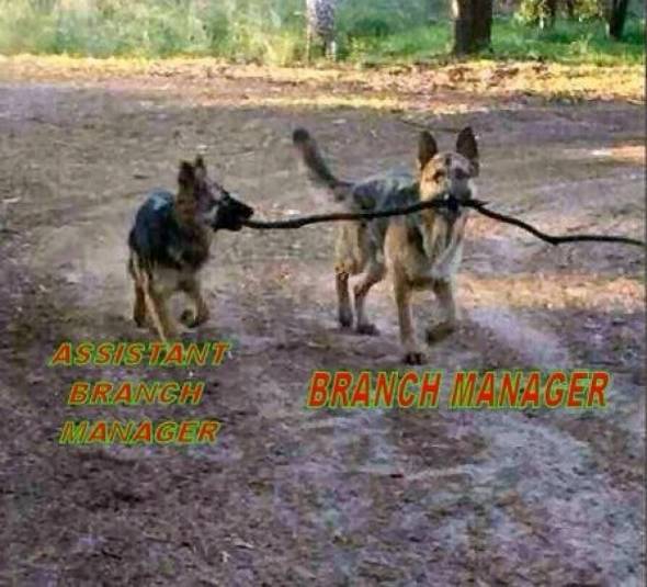 Branch Manager and Assistant Branch Manager.